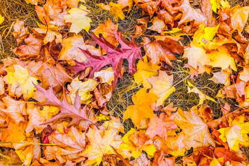 autumn background with fallen red oak leaves. background with autumn leaves close-up.