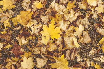 autumn background with fallen leaves. background with fallen leaves.fallen leaves top view. yellow autumn leaves on the ground.