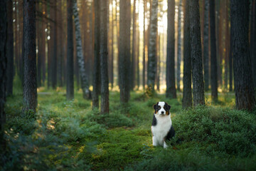 dog in a pine forest. Australian Shepherd in nature. Landscape with a pet. 