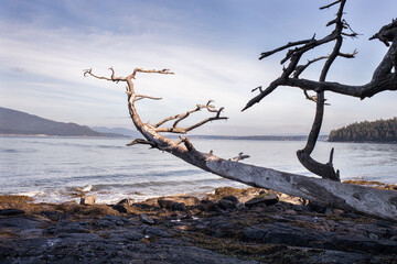dead tree pointing out to sea 