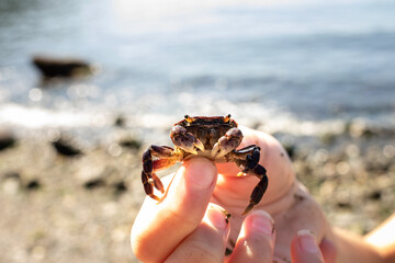 hand holding little crab on the beach 