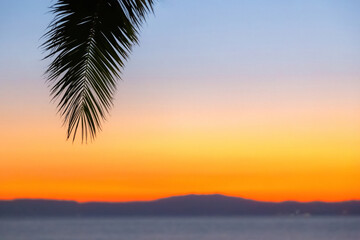 Fototapeta na wymiar Palm tree branch in the evening against a sunset orange sky