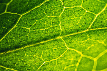 Azalea Leaf Macro - Details of Ribbed Nets