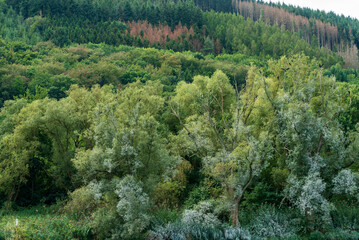 Black Cormorants in the trees on the riverside