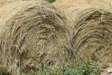 Allphotokz Taldykorgan Nature 20190721 0005 D810 S