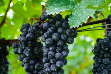 赤ワインぶどう