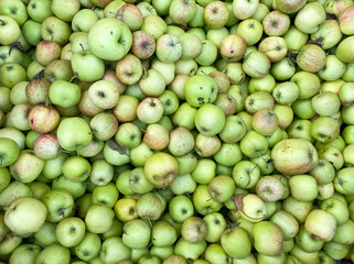 High angle view on countless isoalted green ripe delbar apples