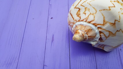 sea shell on blue background