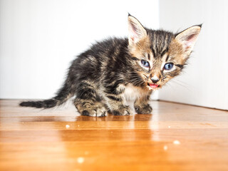 Obraz premium Tabby kitten with food on his chin and nose