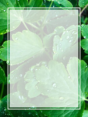 background of leaves with dew drops and white frame with copy space for text