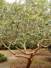 Goyavier du Brésil (Feijoa sellowiana) au tronc à écorce et ramifications rougeâtre, petits...