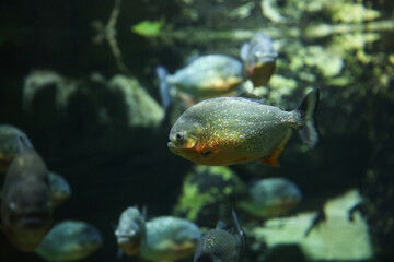 Fish under water. Fish in the aquarium. Piranha fish.