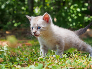 Pointed kitten with blue eyes walking on grass, tongue sticking out