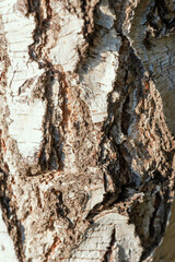 White birch bark texture close up