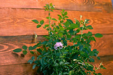 Rose room on the background of a wooden wall.
