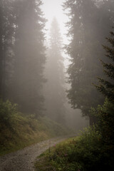 Fototapeta na wymiar A trip in a foggy wood