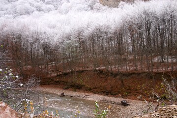snow covered trees