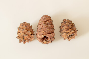 Pine cone with nuts on a white background