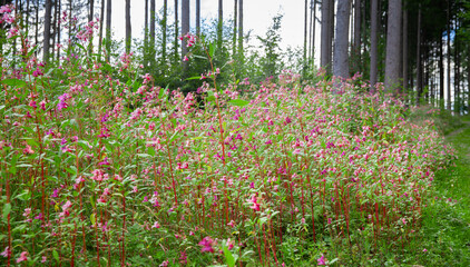 Drüsiges Springkraut  Impatiens glandulifera