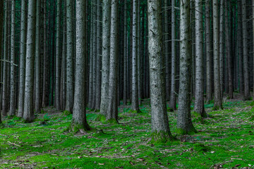 Baumstämme von Tannenbäumen im Nadelwald mit Waldboden