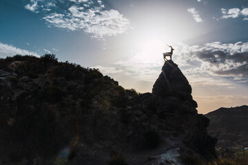 Cabra en la cima del pantano de Quentar, Granada, España