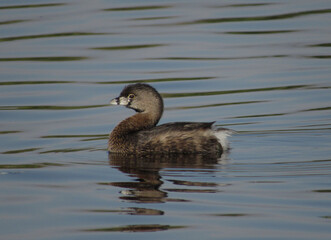 Ave llamada Picurio flotando en el agua 