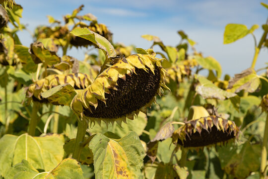 withered dead yellow-green sunflowers without seeds on an autumn day in front of a blue sky, unfortunately the beauty has an end