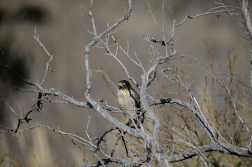 Taguató Común  (Rupornis magnirostris)