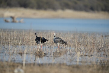 Southern screamer (Chauna torquata)