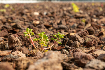 Green Roof Sedum