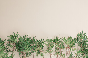 Pistacia twigs with green leaves on beige background. Pistachio tree branch composition. Copy space, top view.