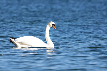 Anmutiger Schwan in der Ostsee