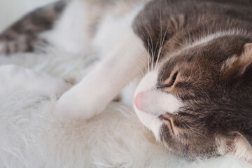 Fototapeta na wymiar Sleeping Cat