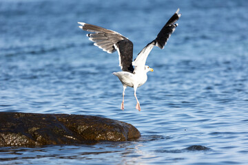 Möwe an der Ostsee beim Abflug