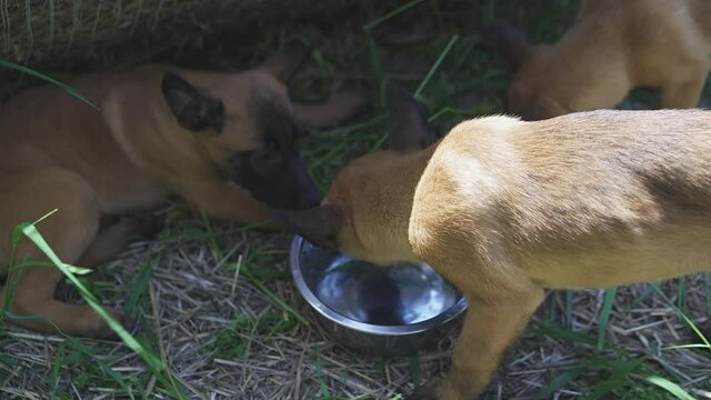 Active puppies of Belgian malinois drink water from a bowl and run around it. Four puppies on the grass. High quality 4k footage.