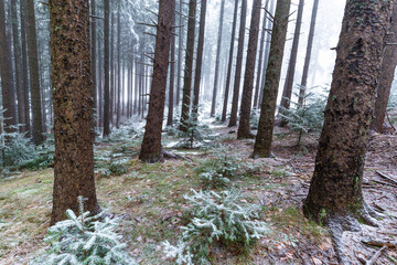 Fototapeta premium Winter scenery in a mountain forest, with frost and fresh powder snow, in Europe
