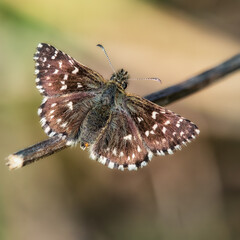 Grizzled Skipper (butterfly) on a twig