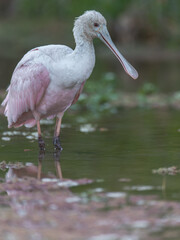 Espátula rosada - Roseate spoonbill (Platalea ajaja)