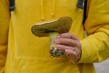 Married man holding a mushroom. Yellow mushroom on a background of a yellow hoodie.  Fortuna Gold Color. Monochrome image.