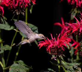 hummingbird and flower