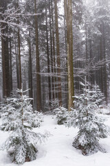 Winter scenery in a mountain forest, with frost and fresh powder snow