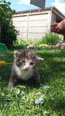 cat kocię kotek kot © Renata