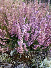 Obraz premium forest heather, bush of lilac flowers, delicate and beautiful inflorescences