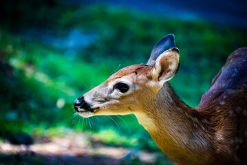 Obraz premium fawn looking around