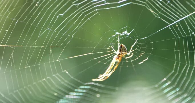 Slow Motion Spider sits on the web
