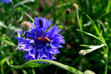 BLUE CORN FLOWER CLOSE-UP WITH INSECT