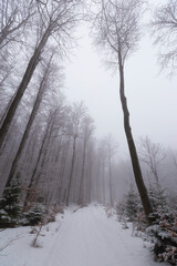 Winter scenery in a mountain forest, with frost and fresh powder snow
