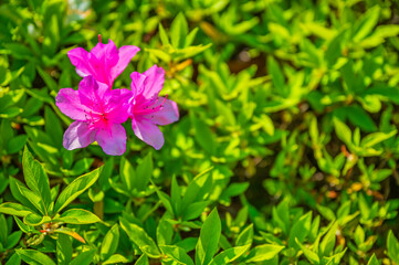 甘い香りの漂う満開のつつじ