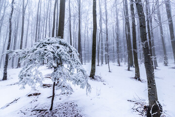 Winter scenery in a mountain forest, with frost and fresh powder snow