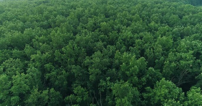 Aerial forest landscape view. Deciduous green trees crown drone flyover low motion. Park reservation. Nature scenery. Inspiration meditation